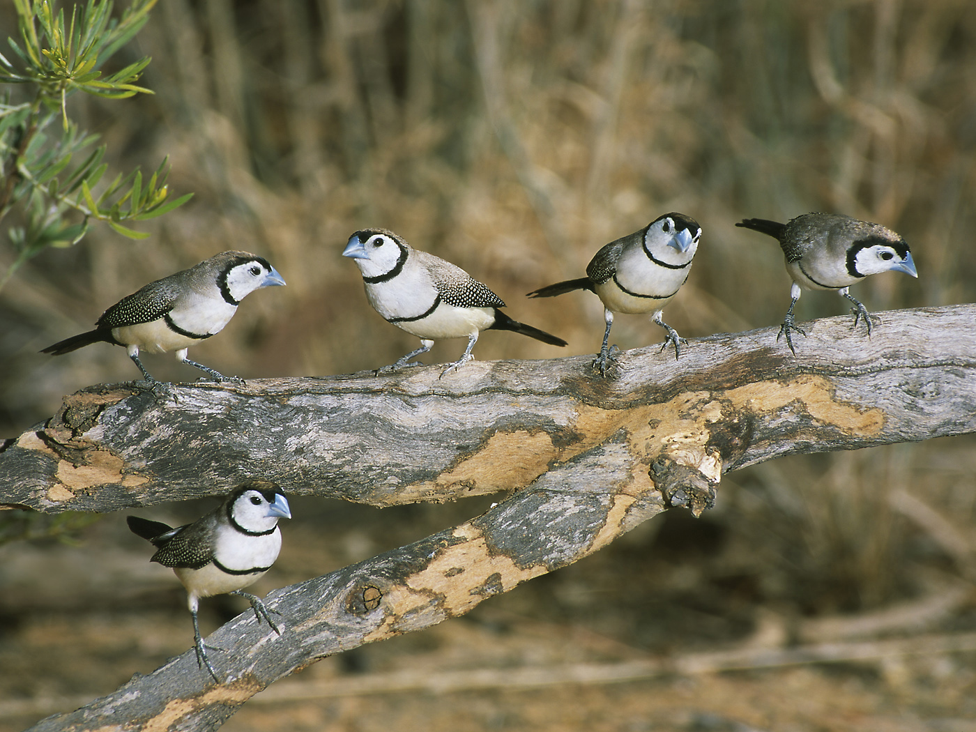 Double-barred Finch (Image ID 35840)