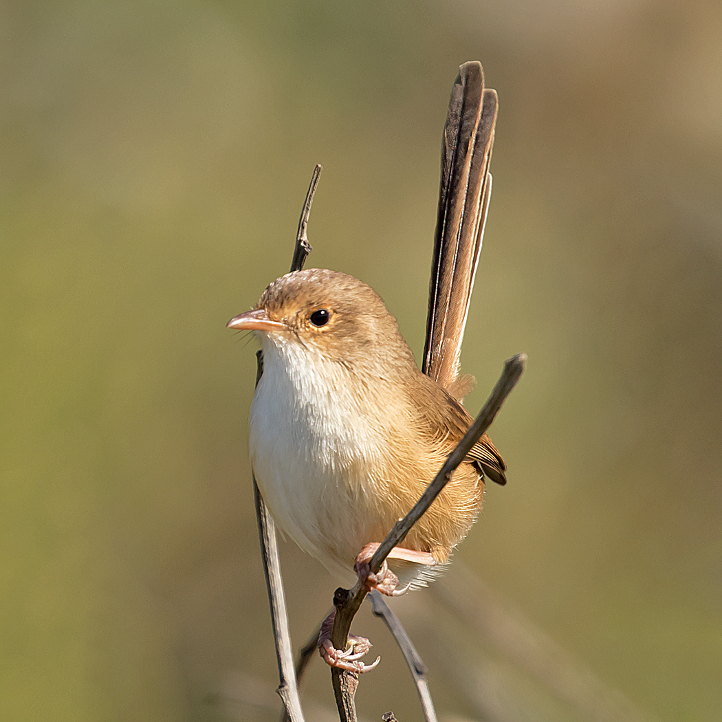Red-backed Fairy-wren (Image ID 35705)