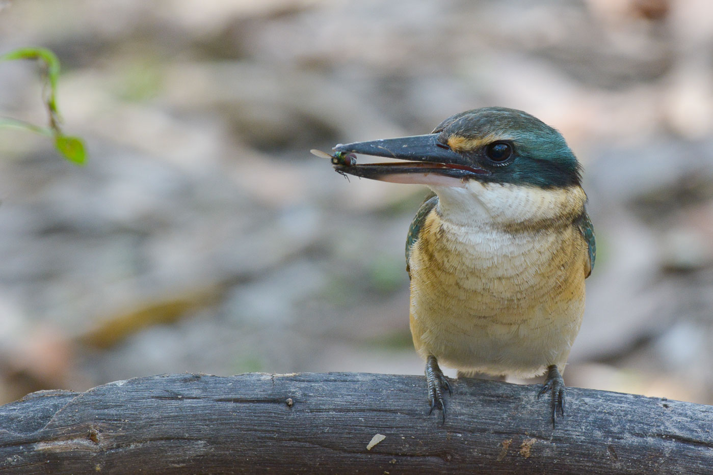 Sacred Kingfisher (Image ID 35633)