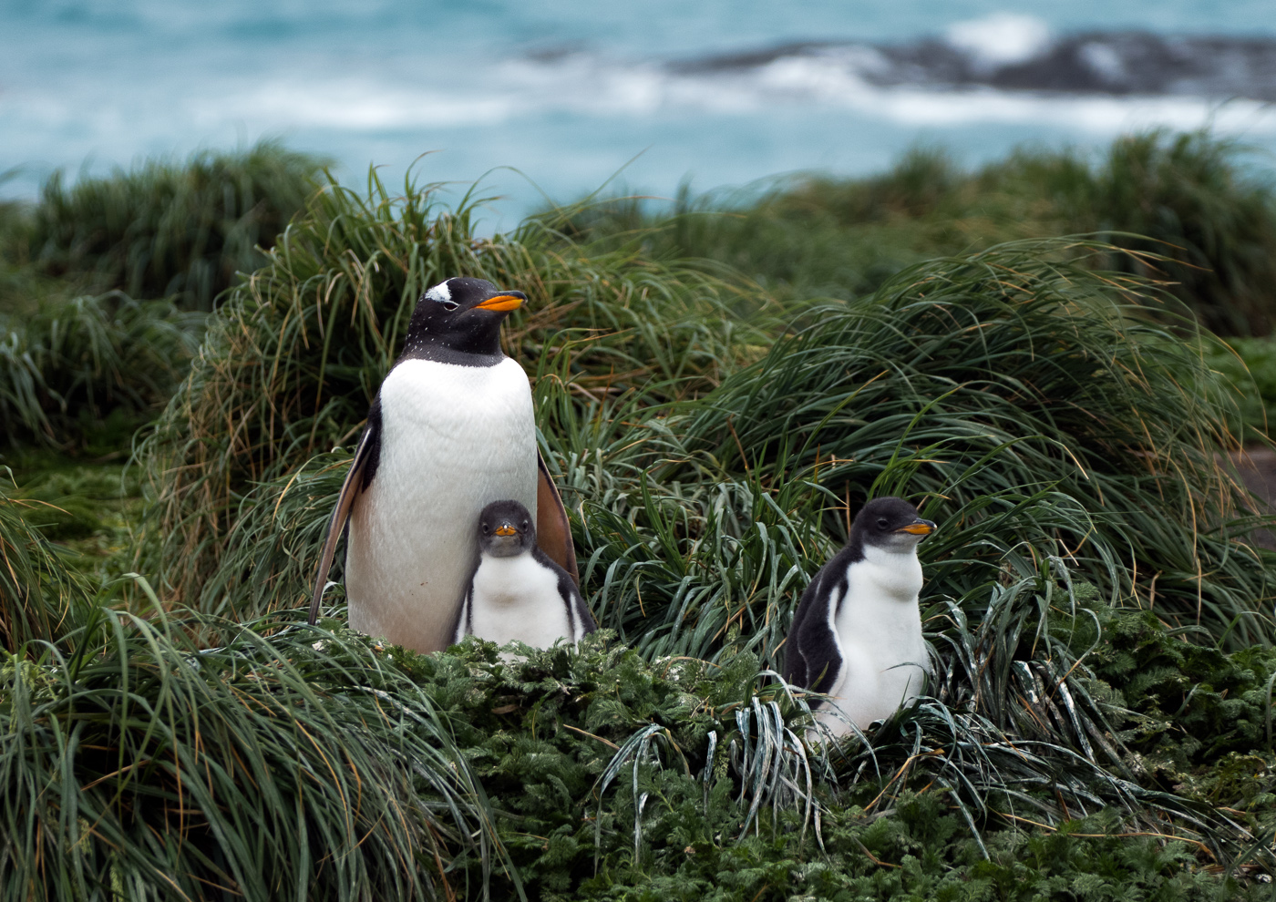 Gentoo Penguin (Image ID 35630)