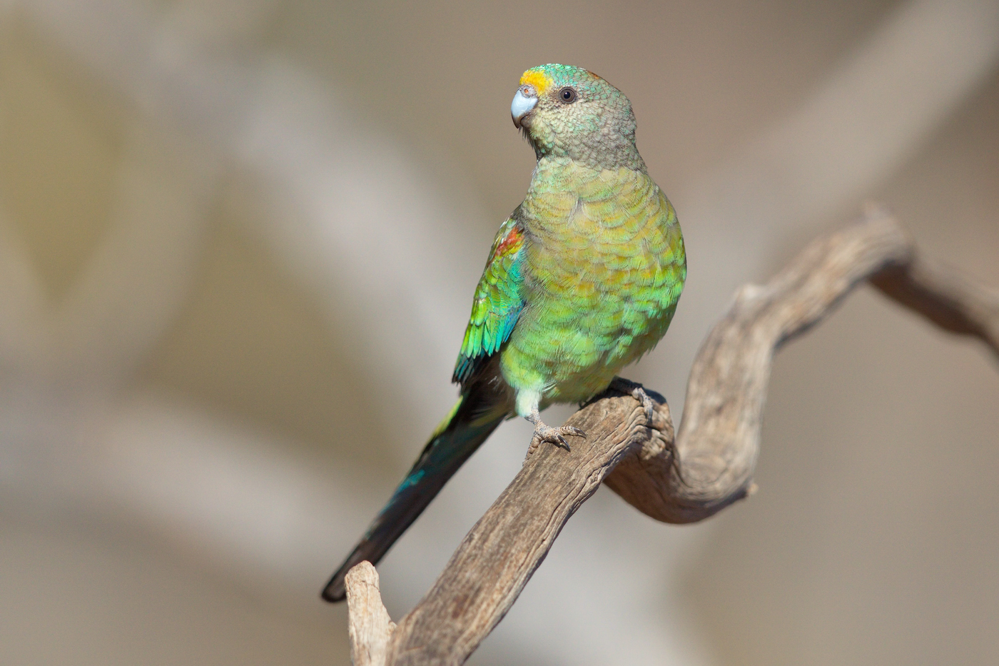 Mulga Parrot (Image ID 35596)