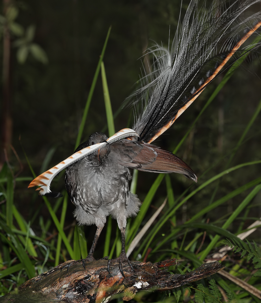 Superb Lyrebird (Image ID 35801)