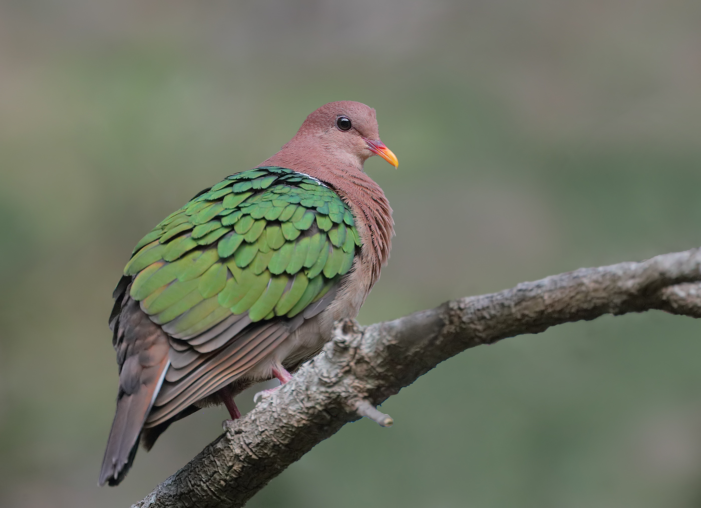 Brown-capped Emerald-Dove (Image ID 35561)