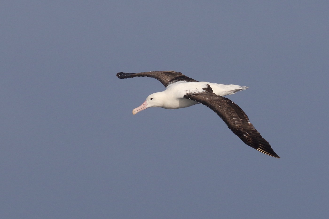 Northern Royal Albatross (Image ID 35671)