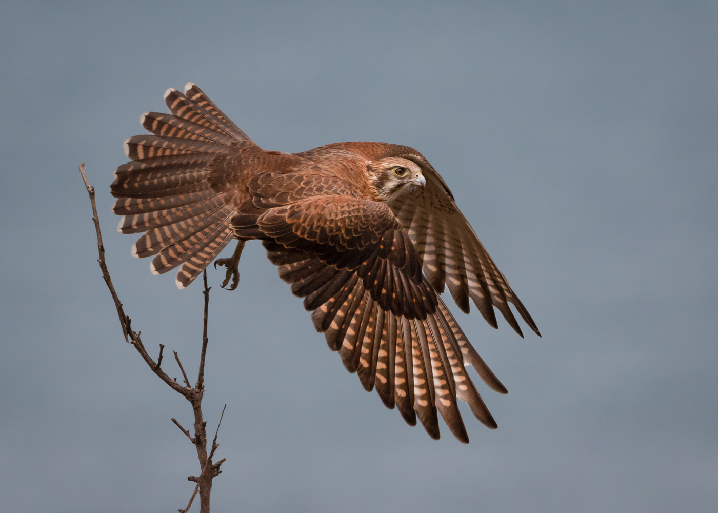 Brown Falcon (Image ID 35616)