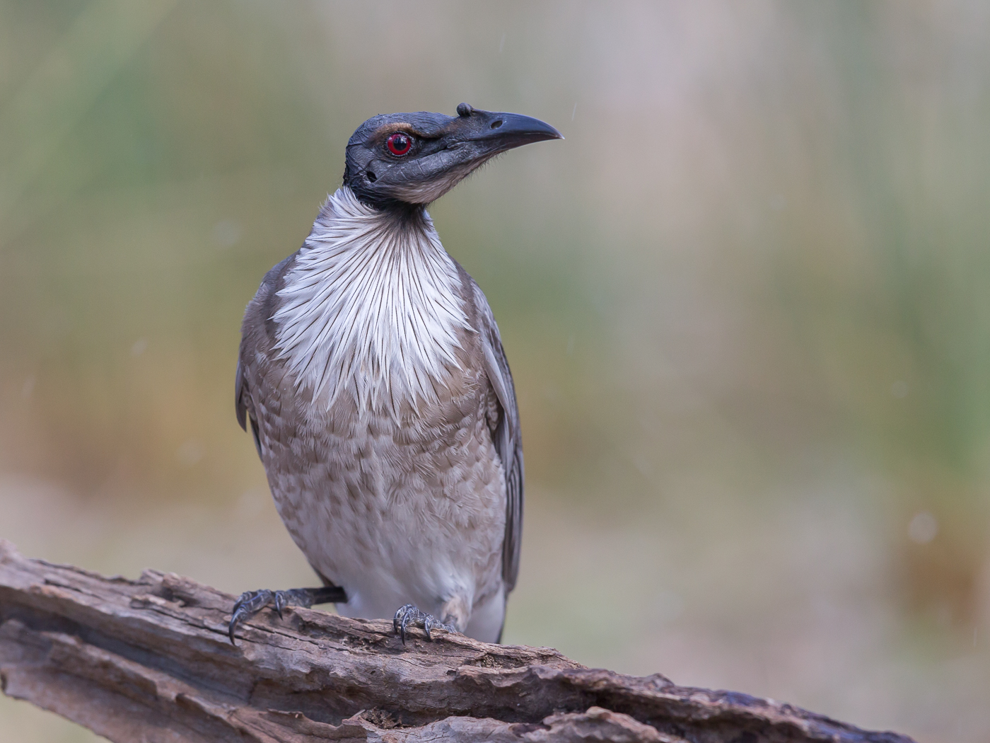 Noisy Friarbird (Image ID 35870)