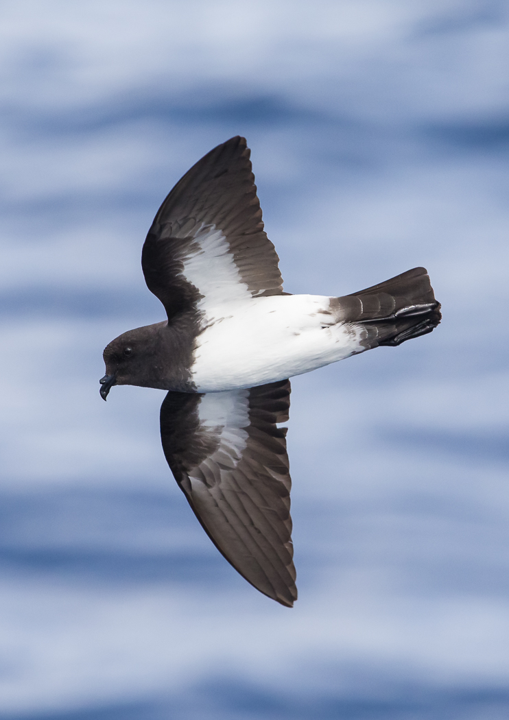 White-bellied Storm-Petrel (Image ID 35902)