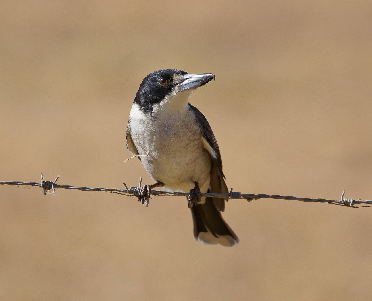 Grey Butcherbird (Image ID 35923)