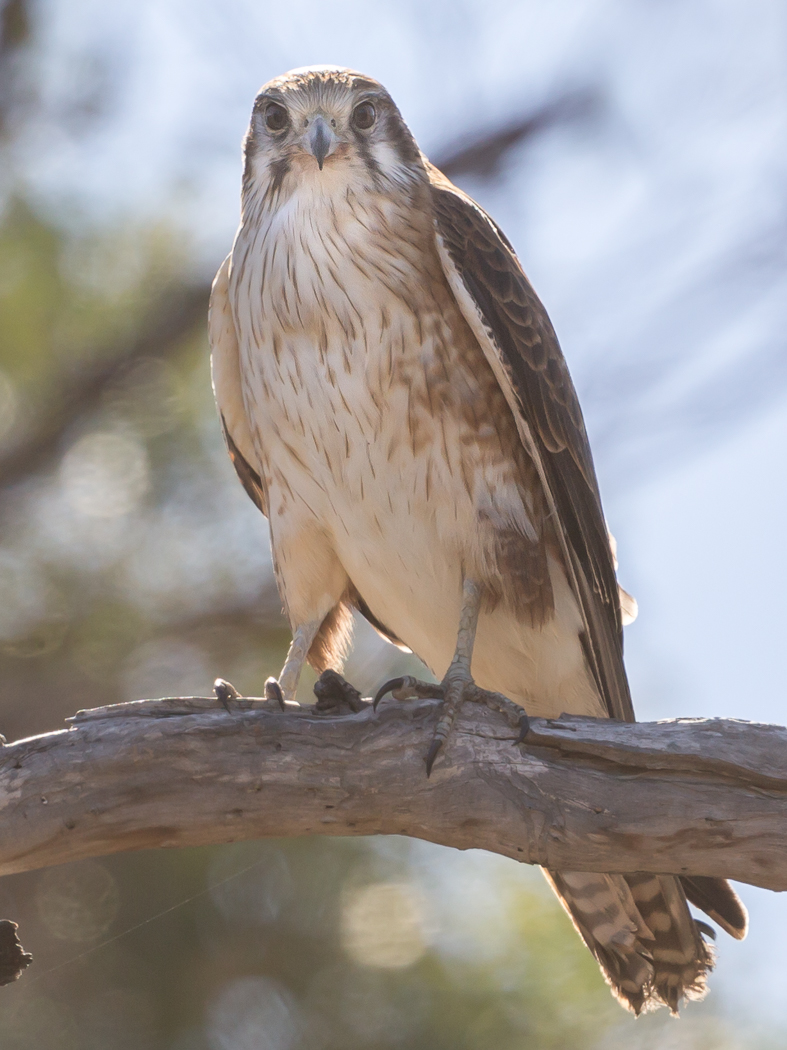 Brown Falcon (Image ID 36000)