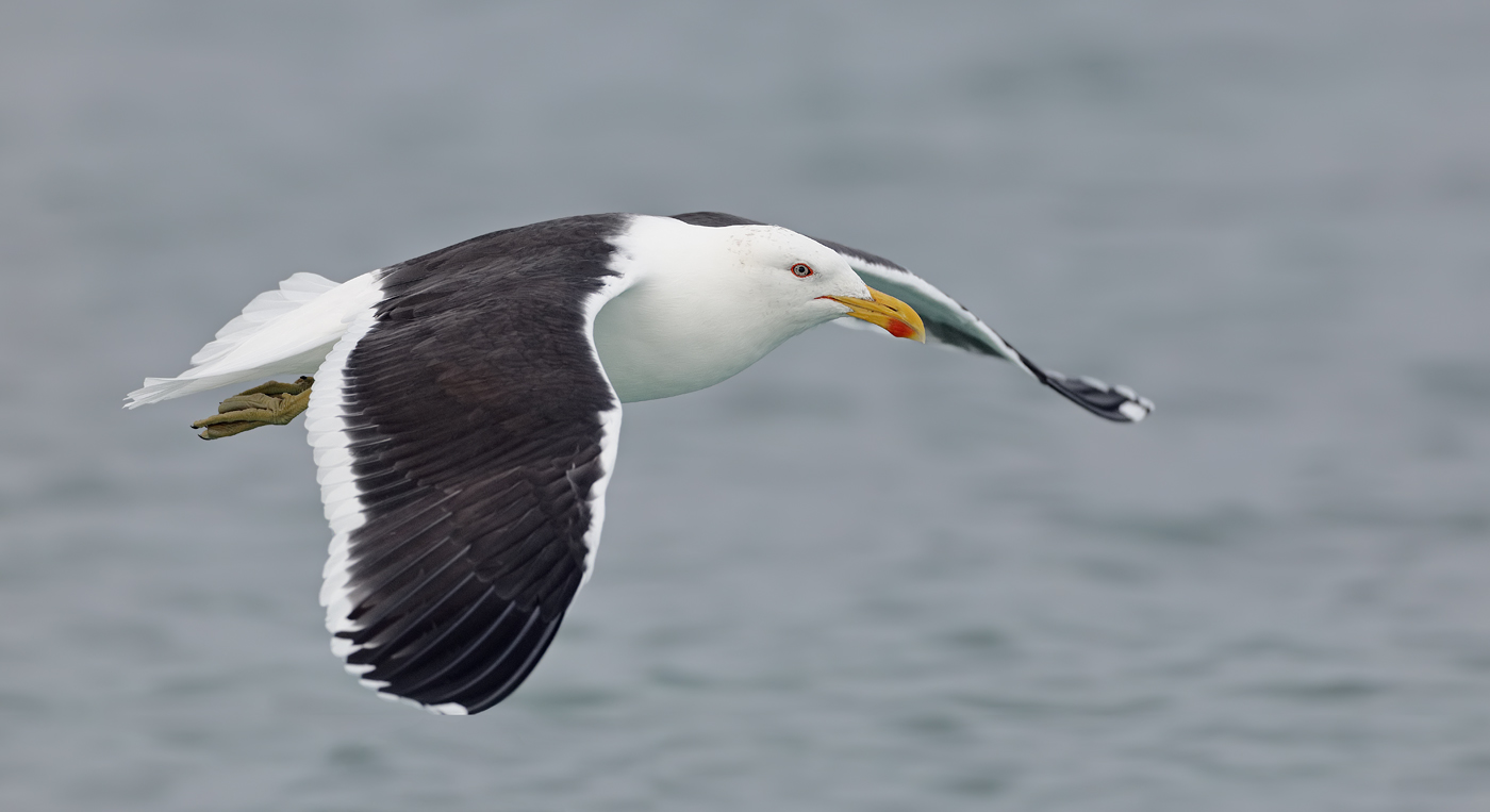Kelp Gull (Image ID 36182)