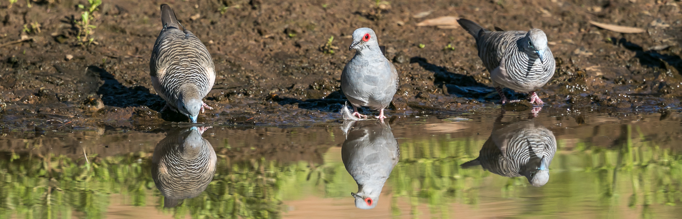 Diamond Dove,Peaceful Dove (Image ID 36061)