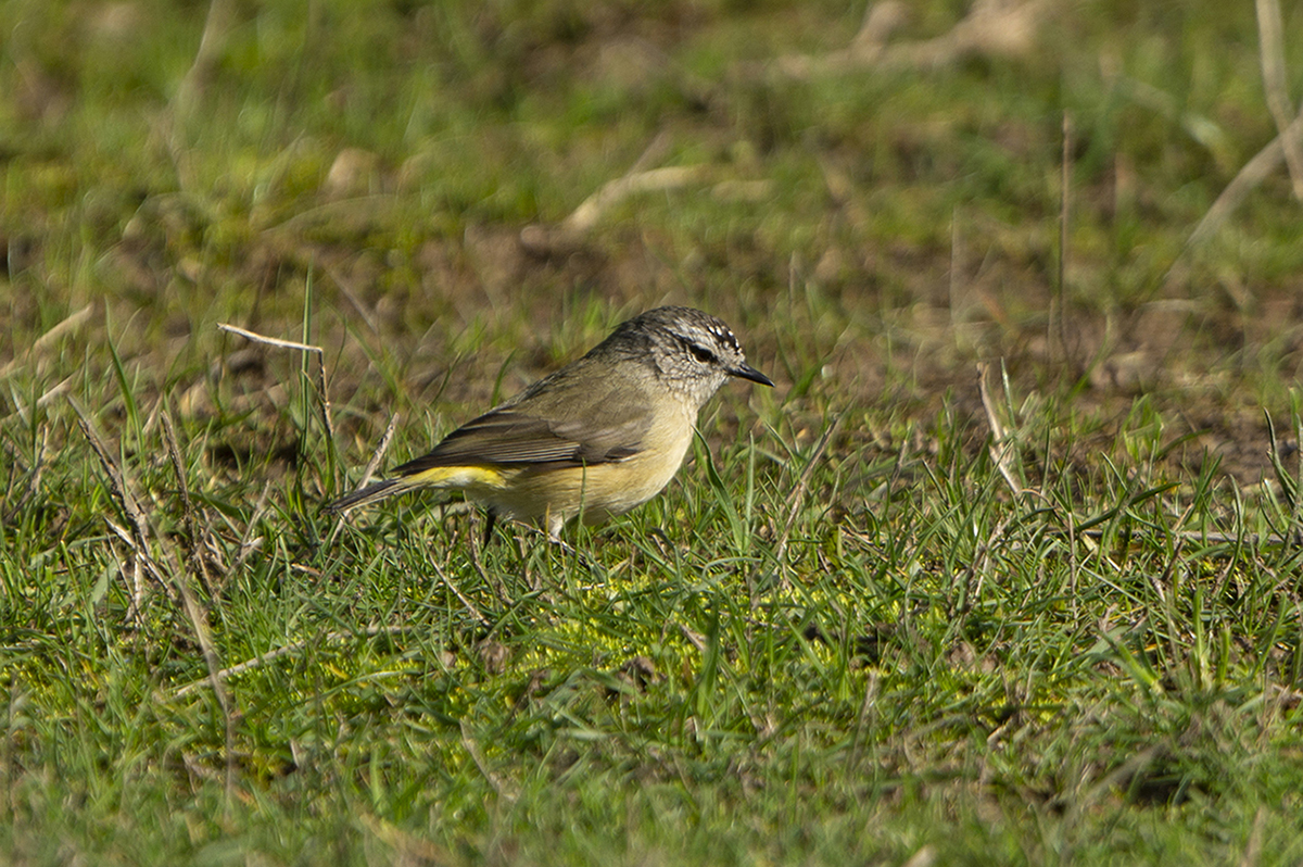 Yellow-rumped Thornbill (Image ID 36108)