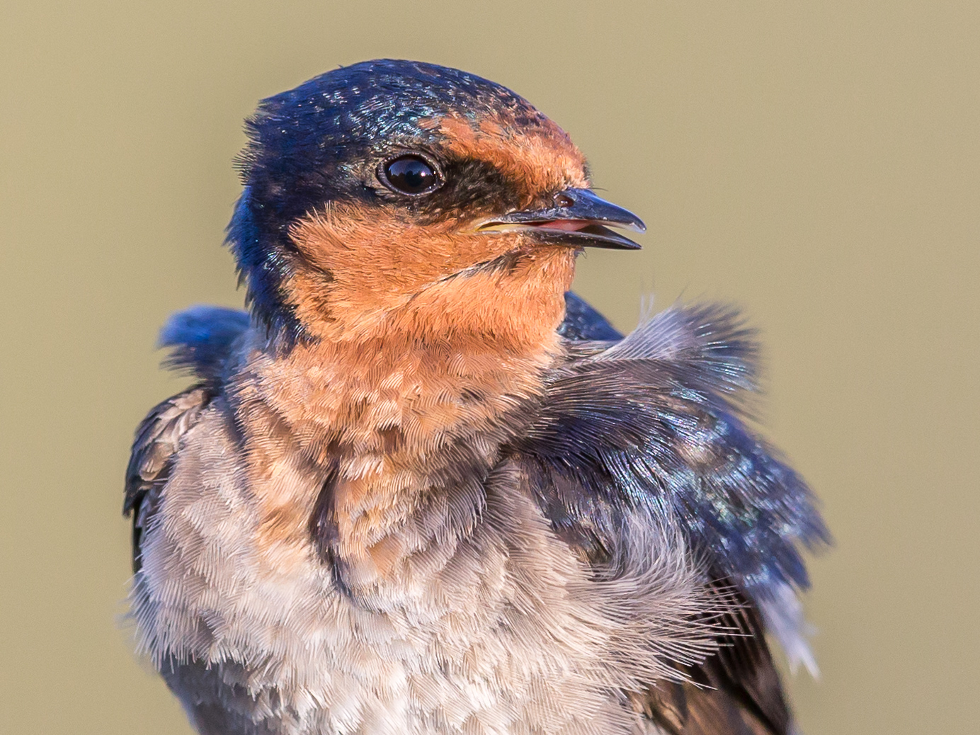 Welcome Swallow (Image ID 35983)