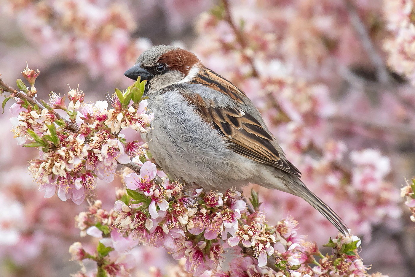 House Sparrow (Image ID 36026)
