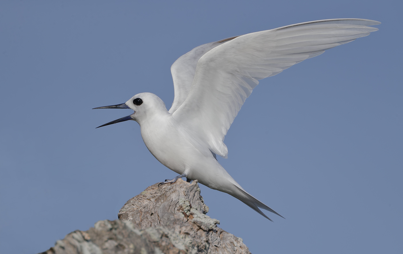 White Tern (Image ID 36014)