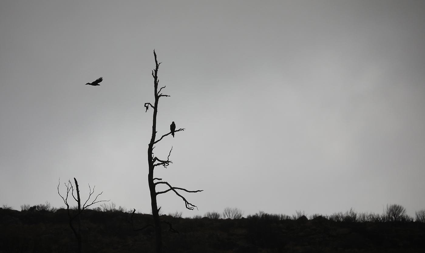 Wedge-tailed Eagle (Image ID 35969)