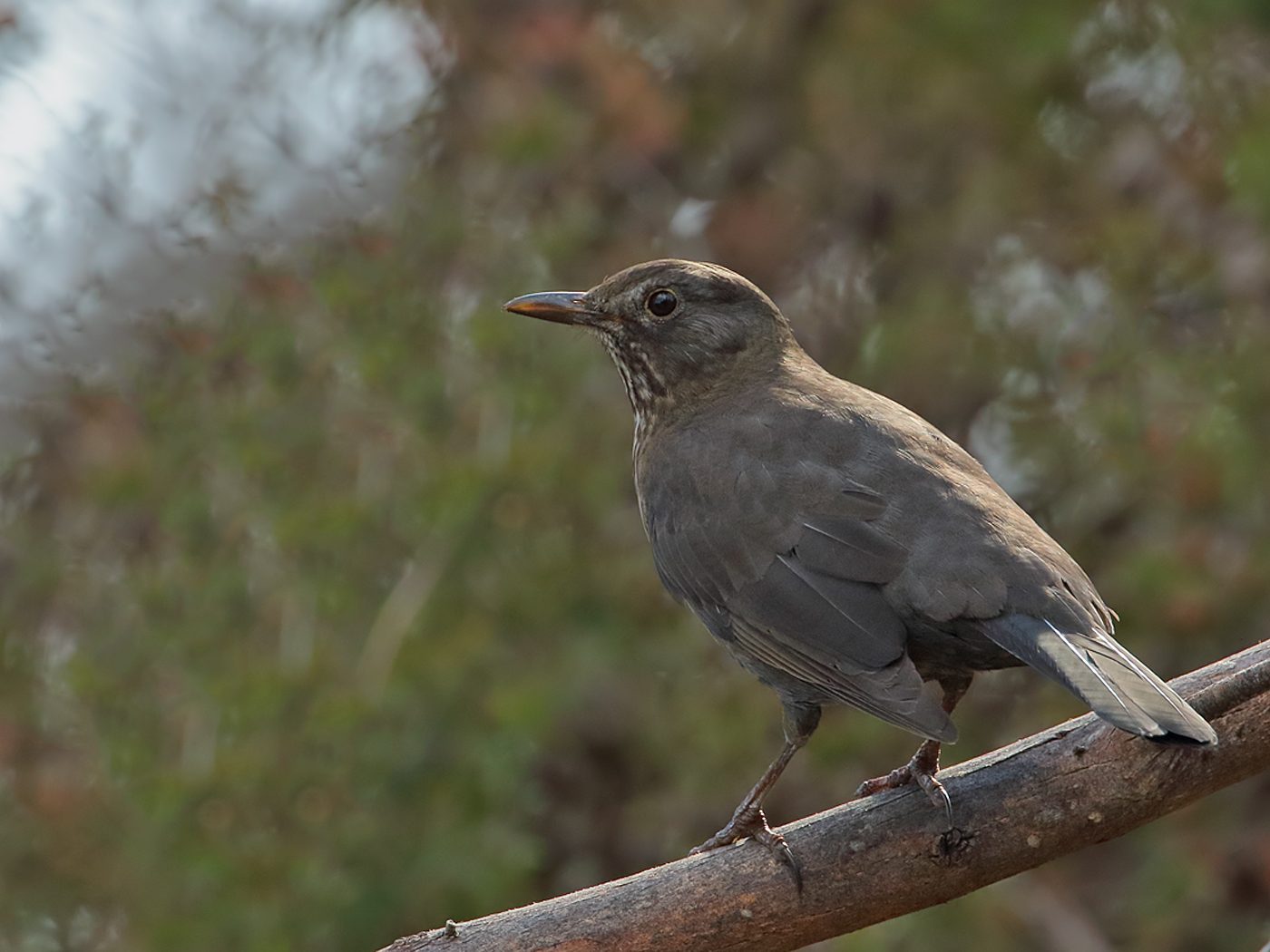 Common Blackbird (Image ID 36023)