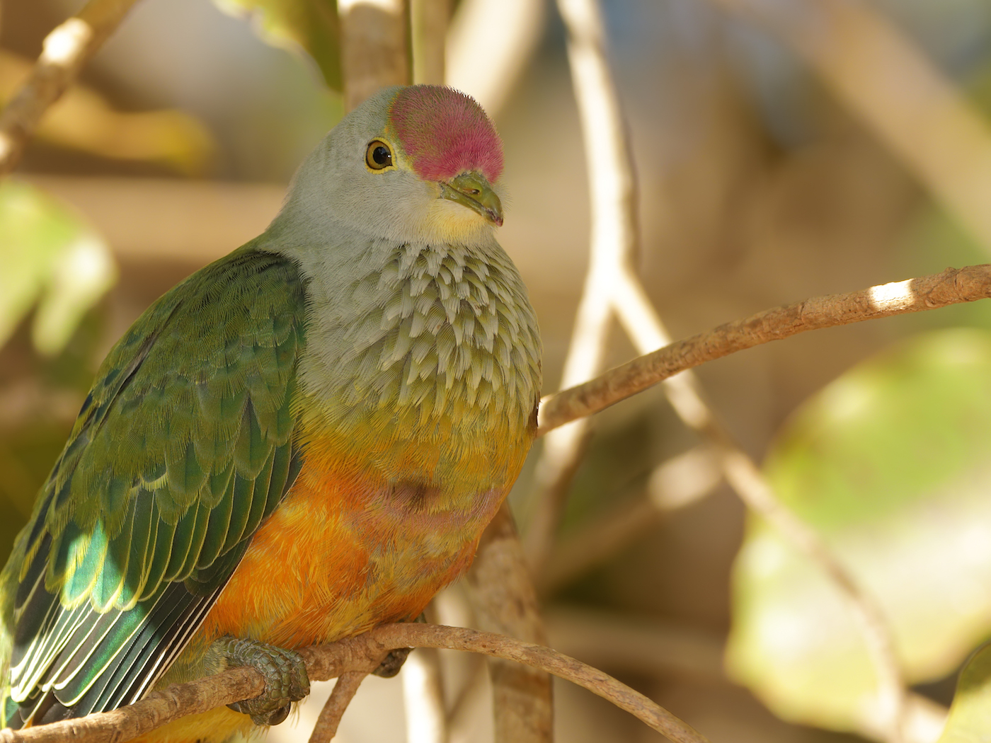 Rose-crowned Fruit-Dove (Image ID 36133)