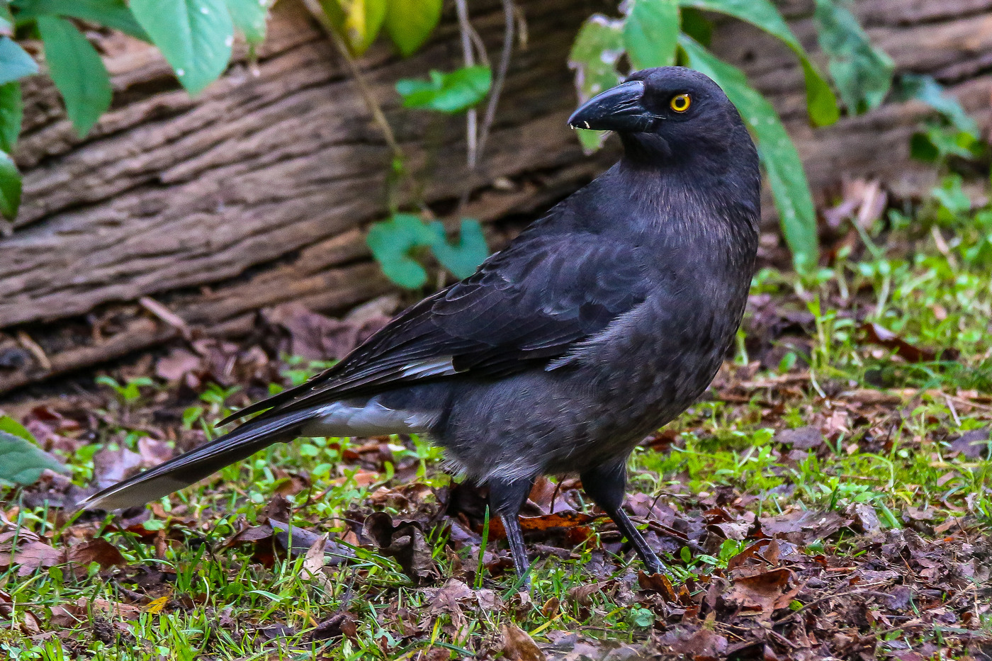 Pied Currawong (Image ID 36147)