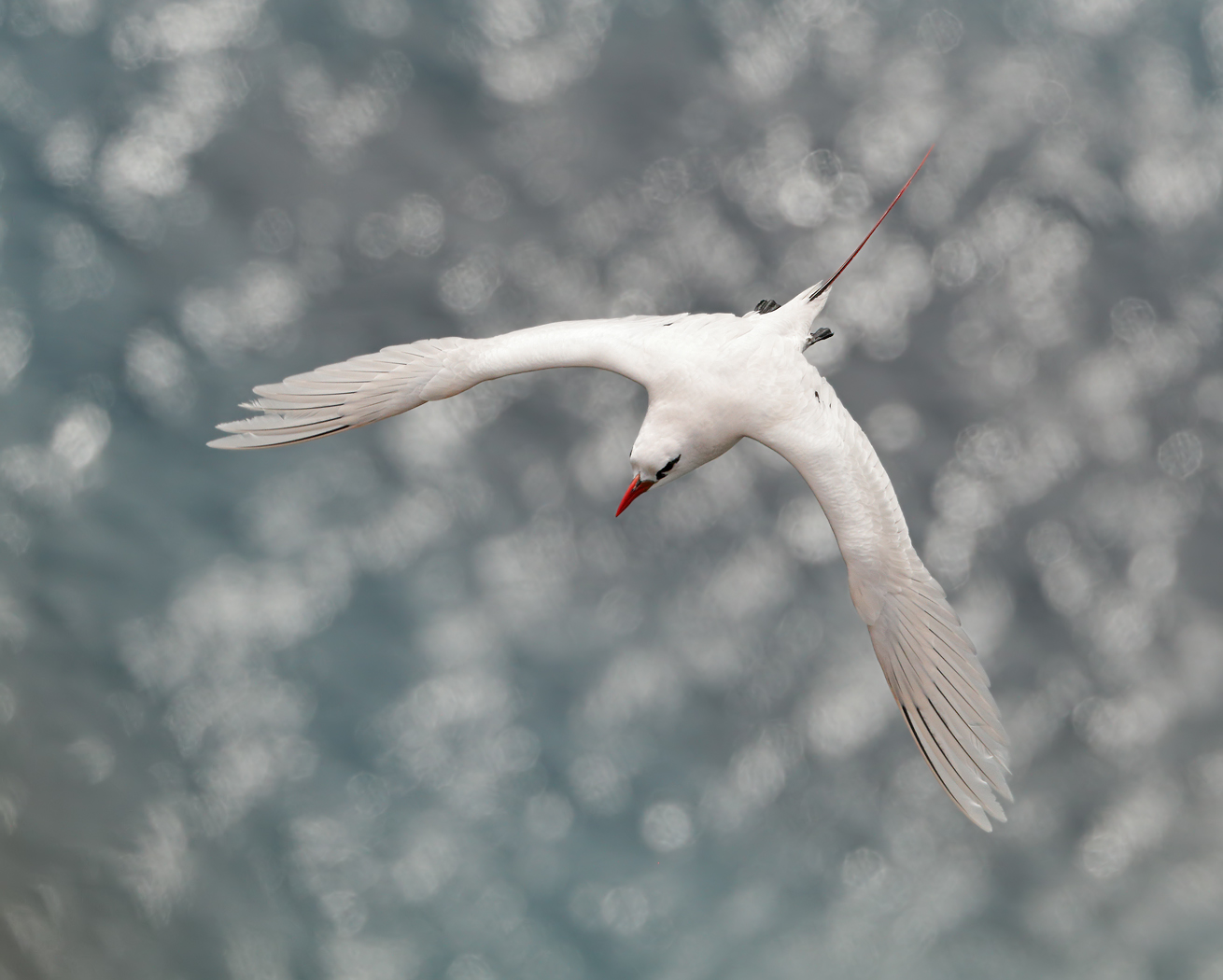 Red-tailed Tropicbird (Image ID 35977)