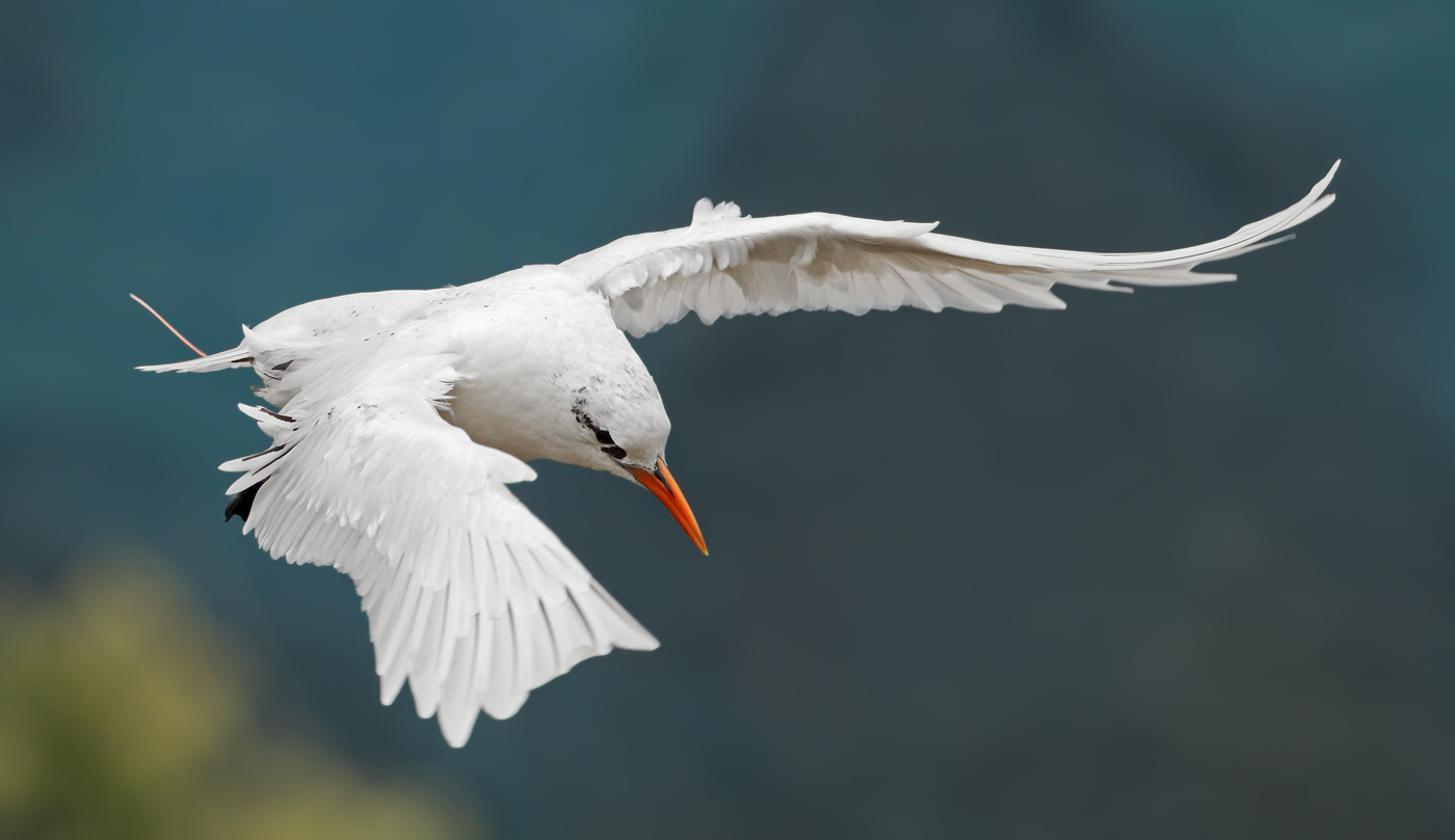 Red-tailed Tropicbird (Image ID 35974)