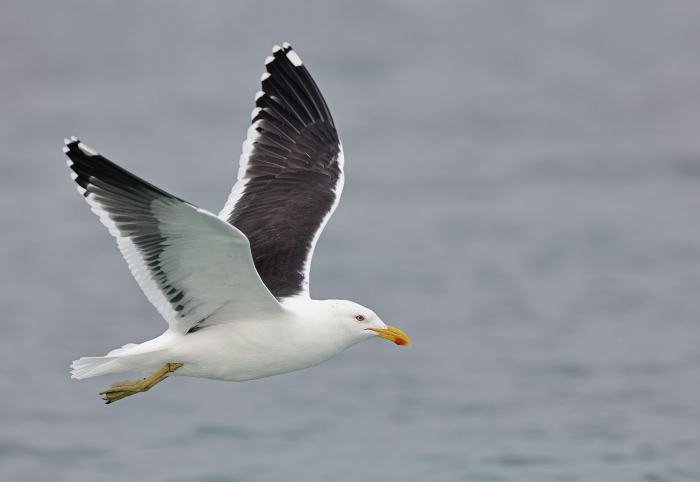 Kelp Gull (Image ID 36181)
