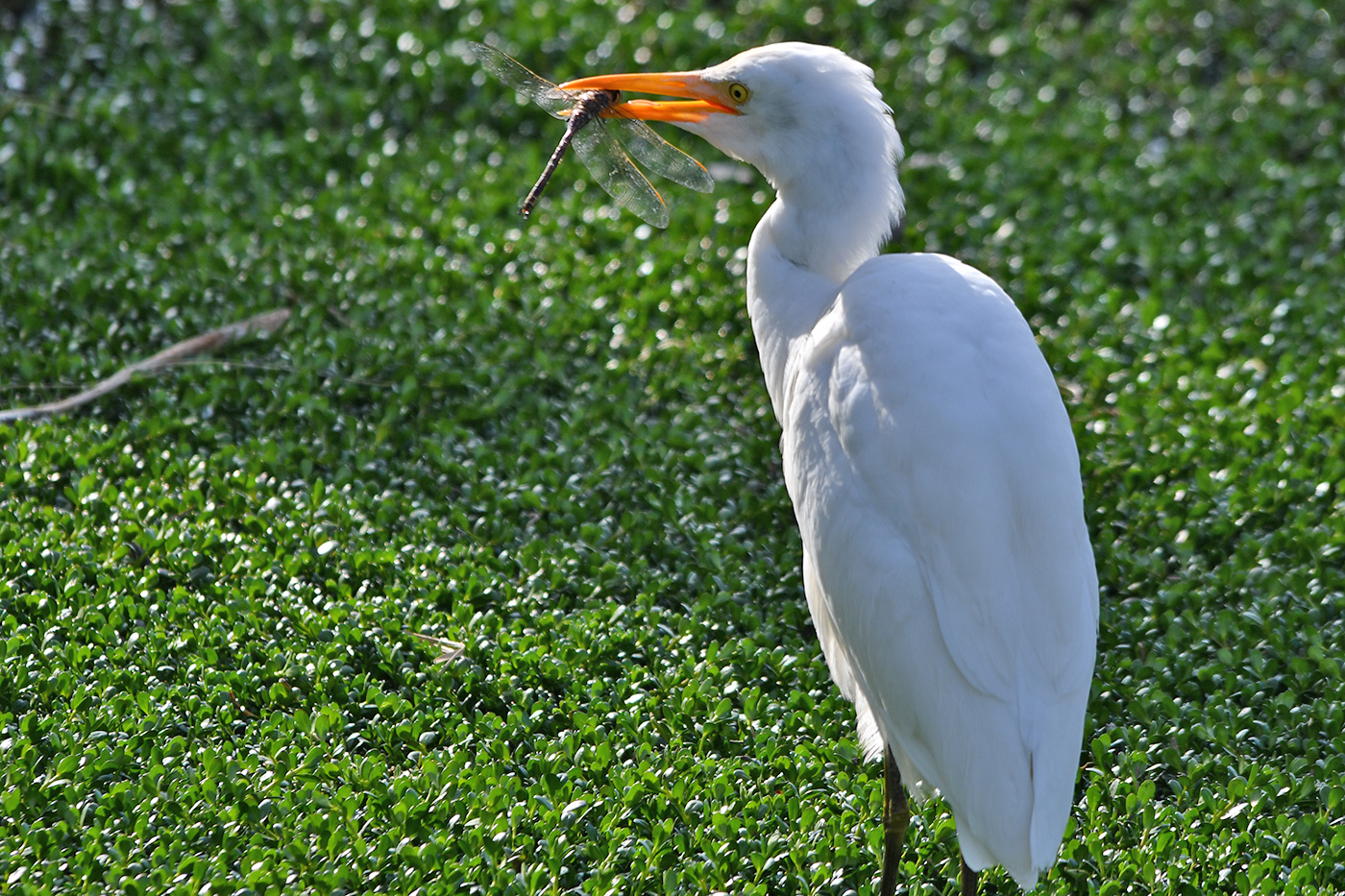 Cattle Egret (Image ID 36127)