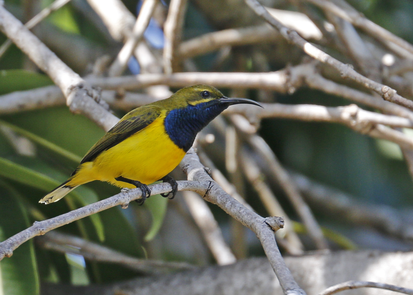 Olive-backed Sunbird (Image ID 36139)
