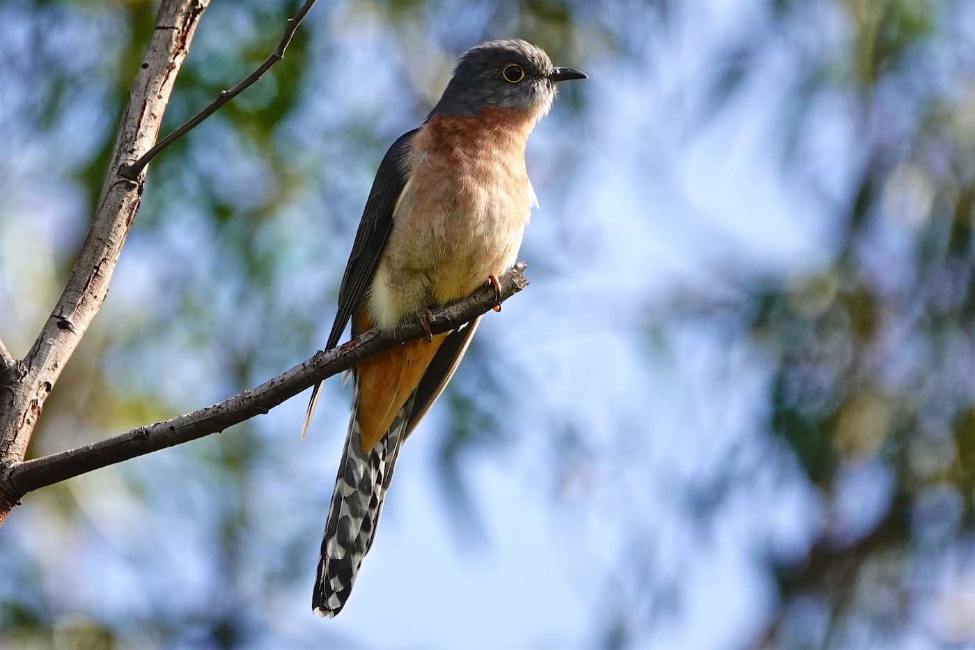 Fan-tailed Cuckoo (Image ID 36093)