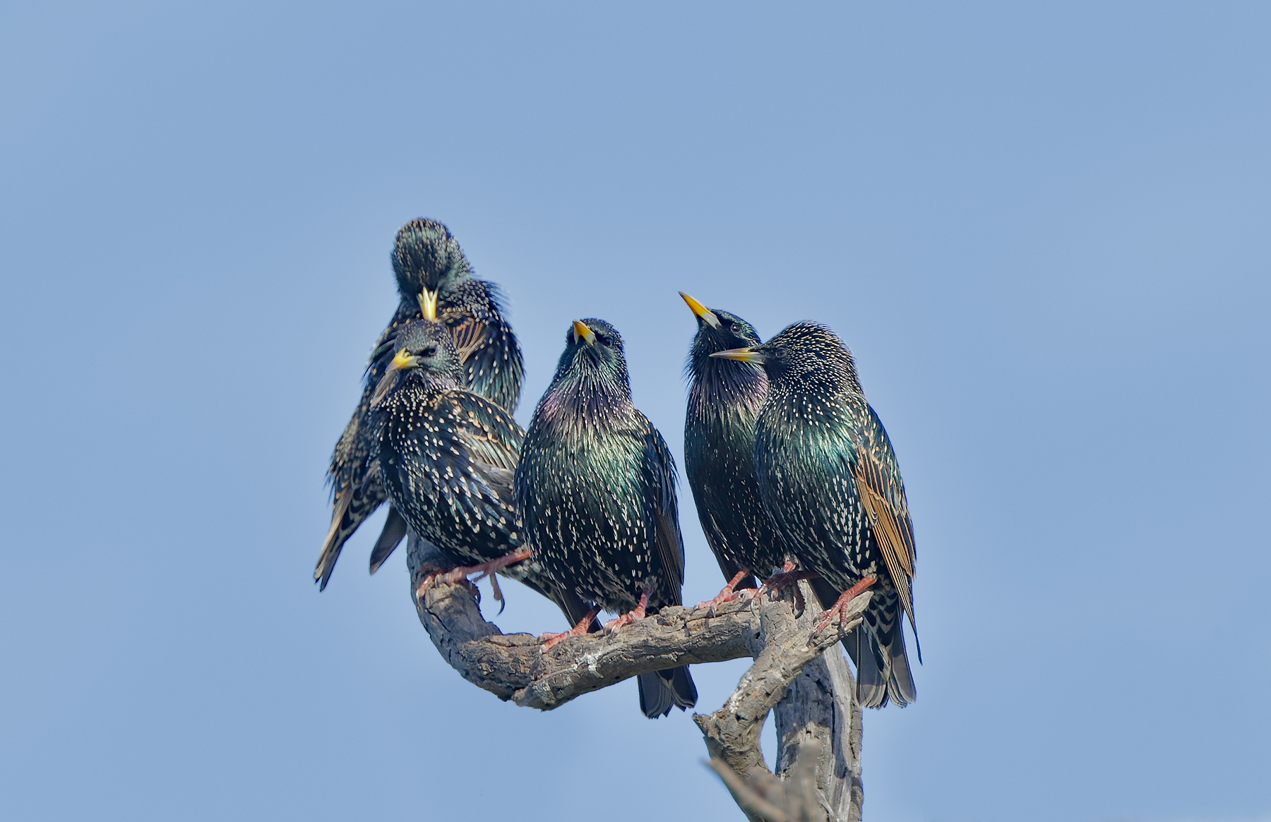 Common Starling (Image ID 35990)
