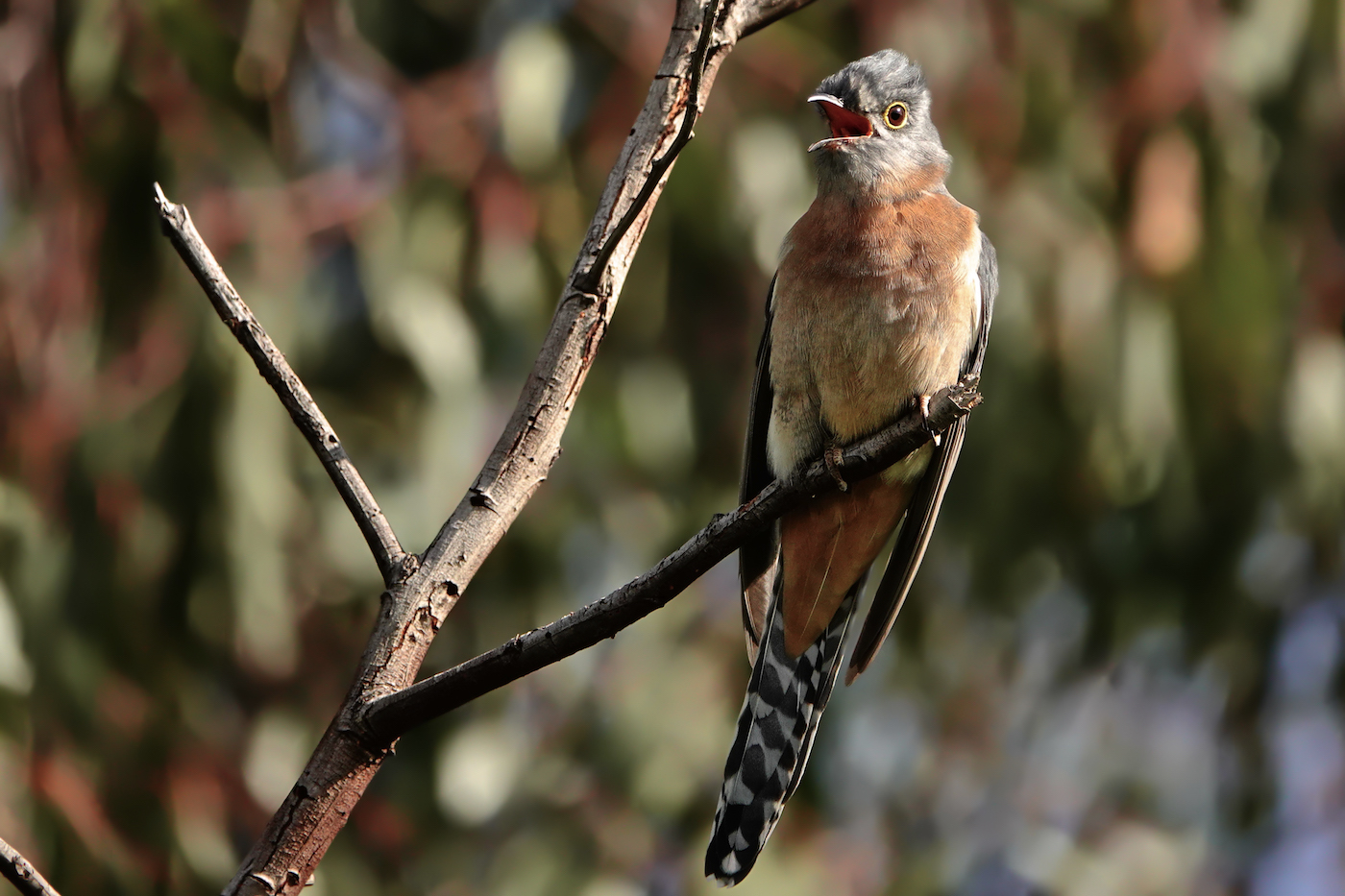 Fan-tailed Cuckoo (Image ID 36067)