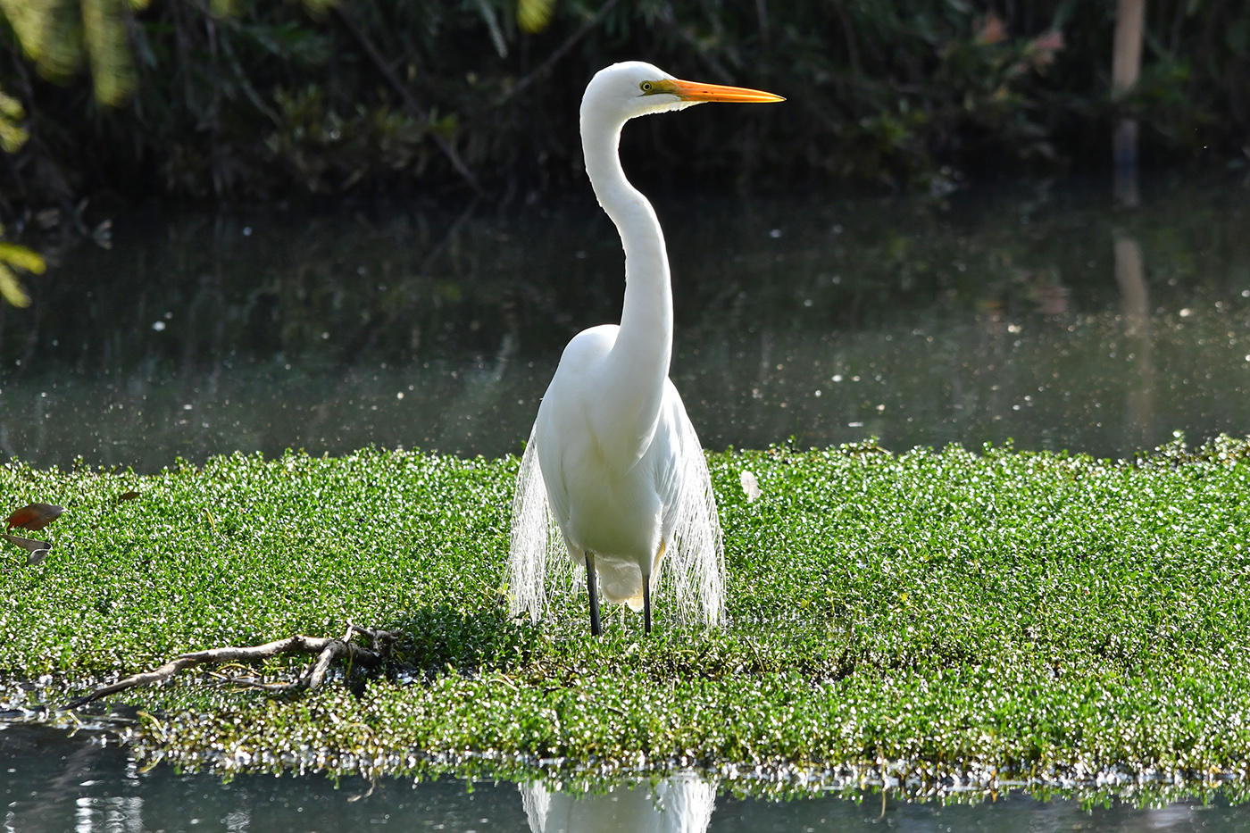 Great Egret (Image ID 36128)