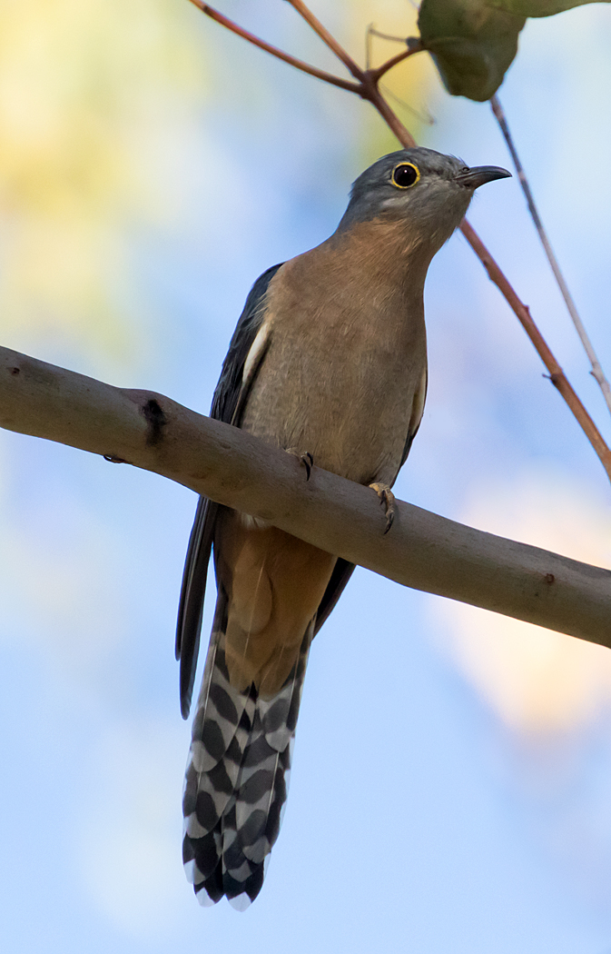 Fan-tailed Cuckoo (Image ID 36041)