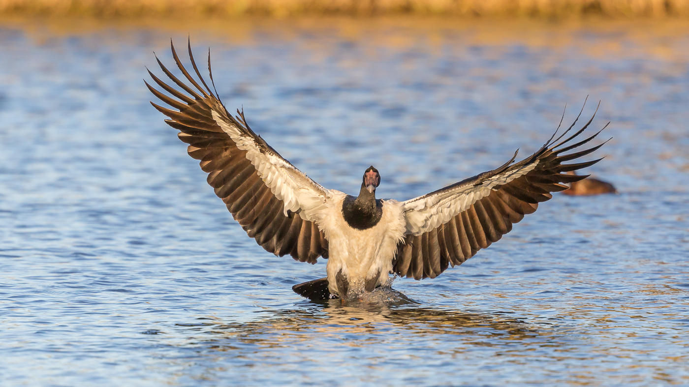 Magpie Goose (Image ID 35981)