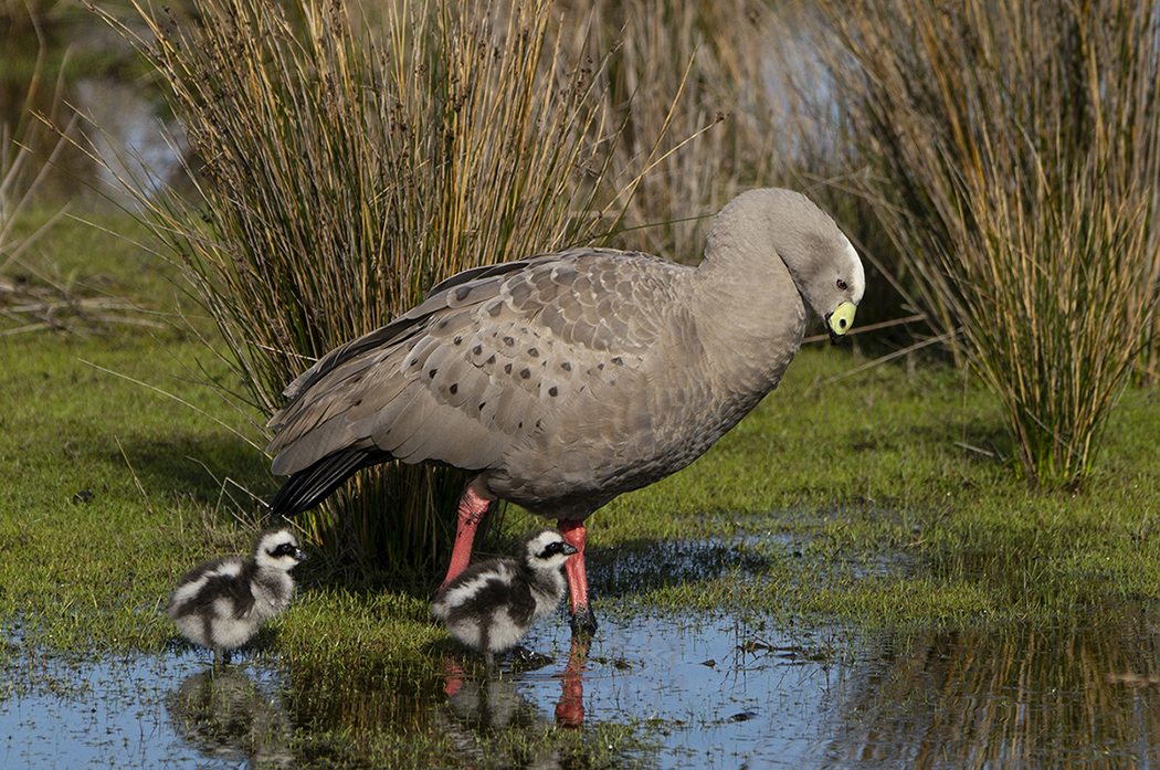 Cape Barren Goose (Image ID 36107)