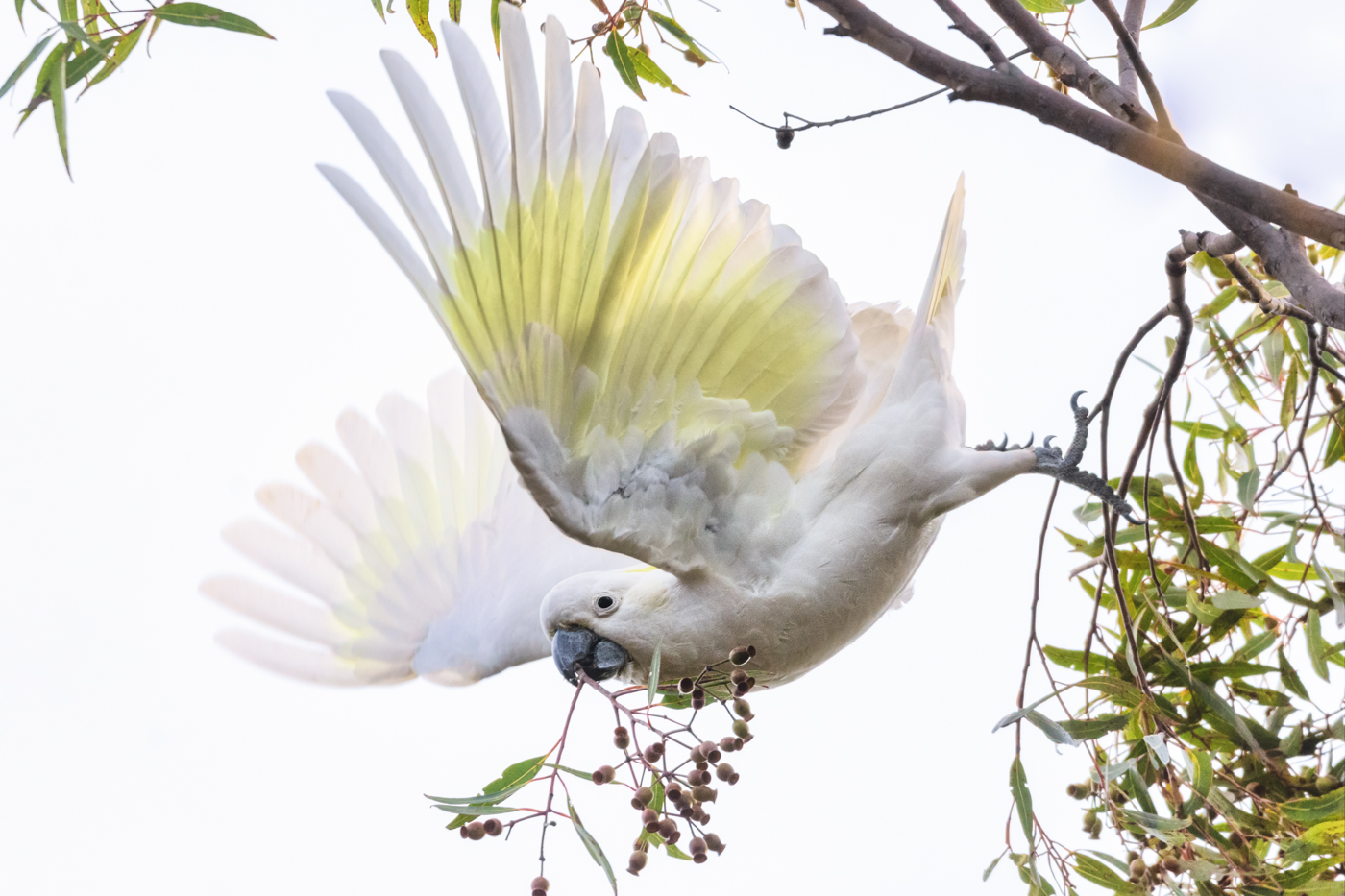Sulphur-crested Cockatoo (Image ID 36164)