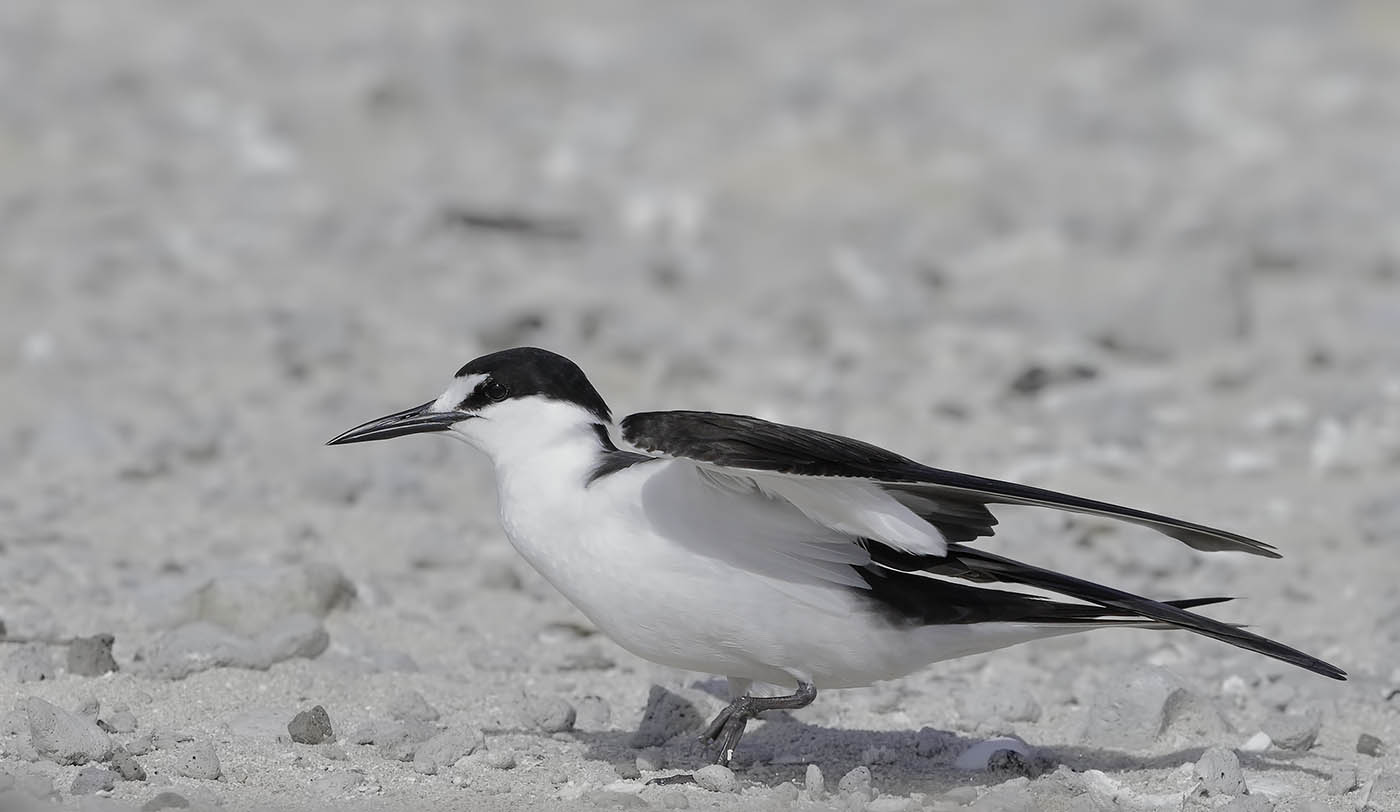 Sooty Tern (Image ID 36048)