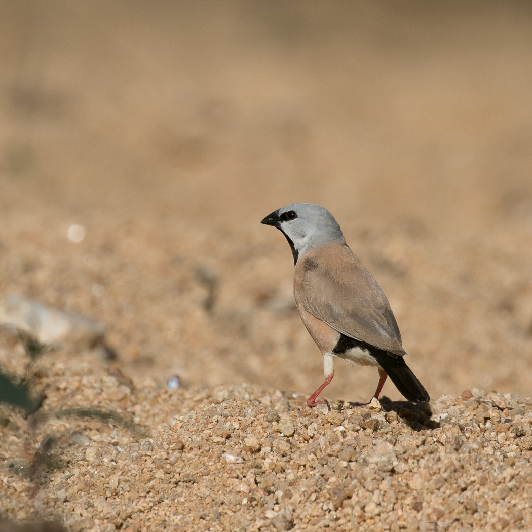 Black-throated Finch (Image ID 35986)