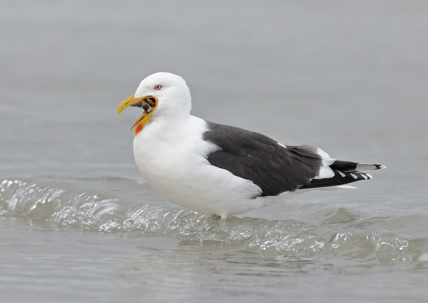 Kelp Gull (Image ID 36183)