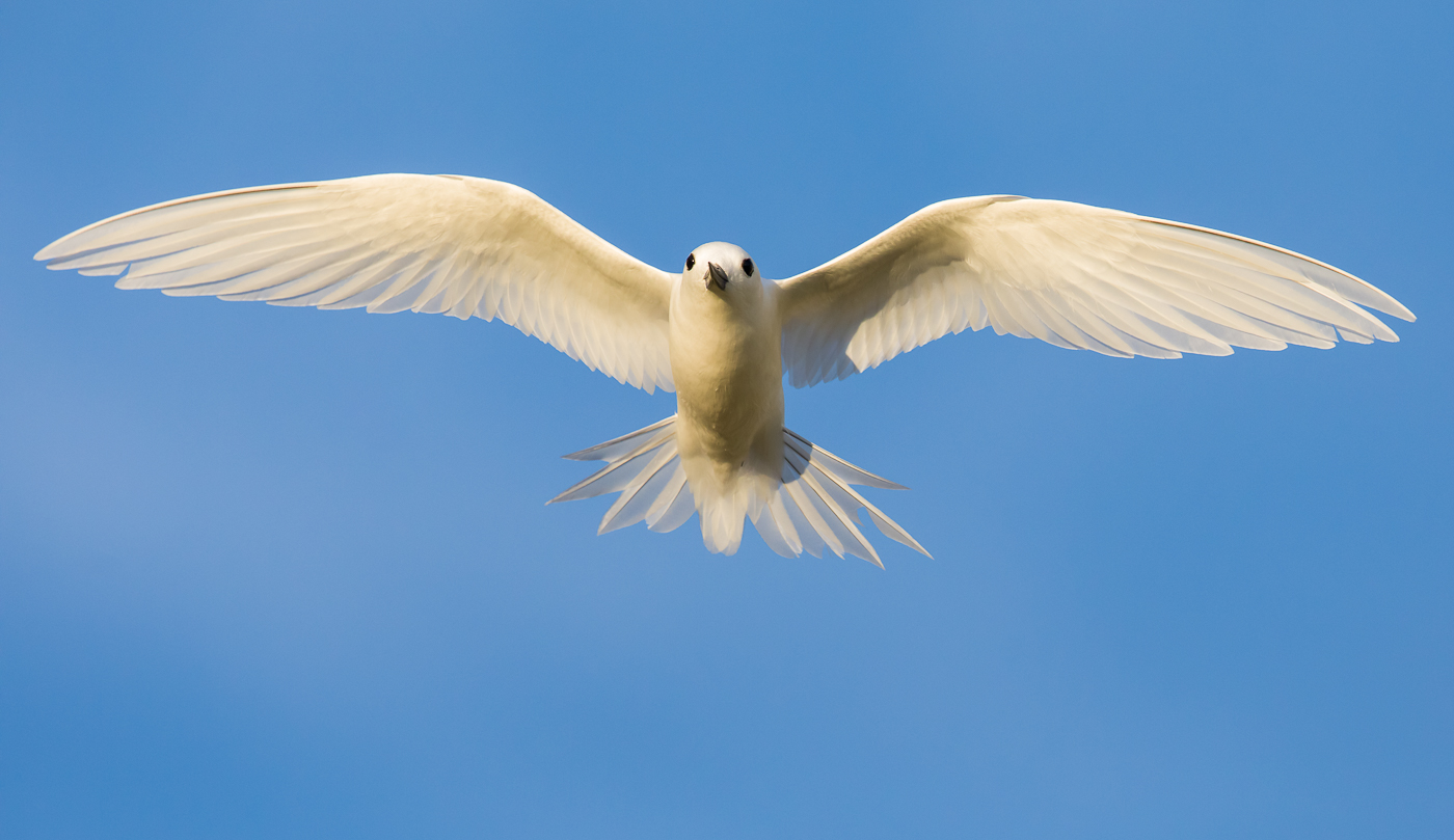 White Tern (Image ID 35944)