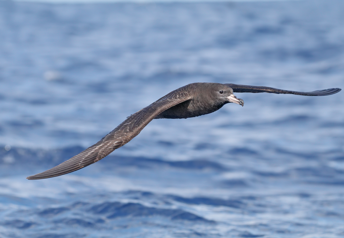 Flesh-footed Shearwater (Image ID 36006)