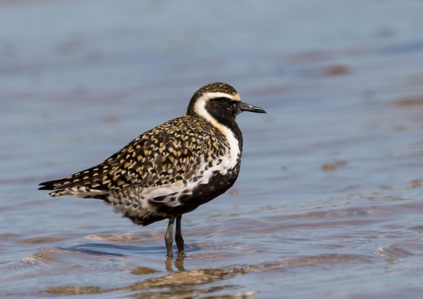 Pacific Golden Plover (Image ID 36022)