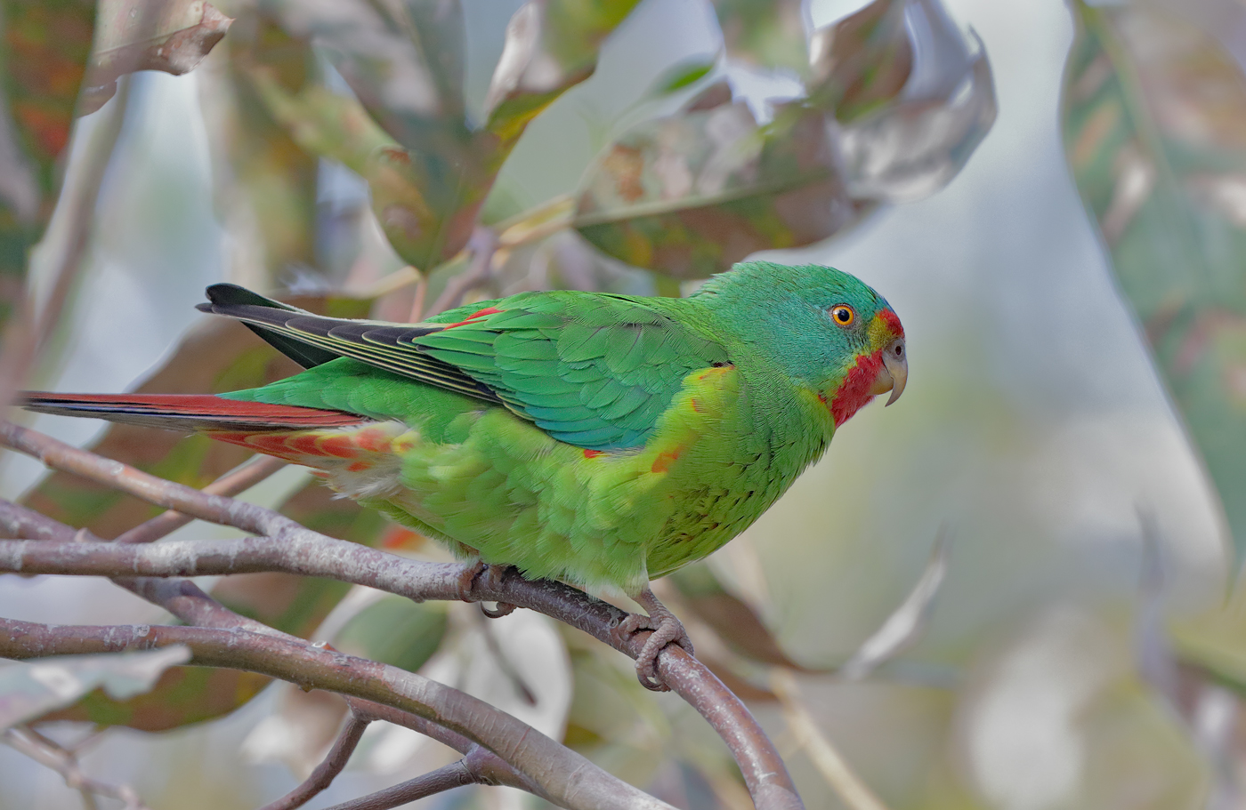 Swift Parrot (Image ID 35946)