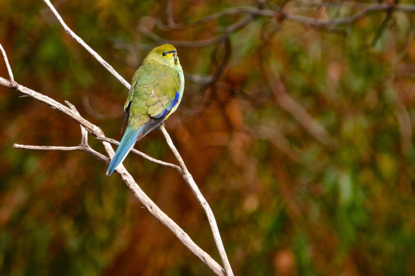 Blue-winged Parrot (Image ID 36174)