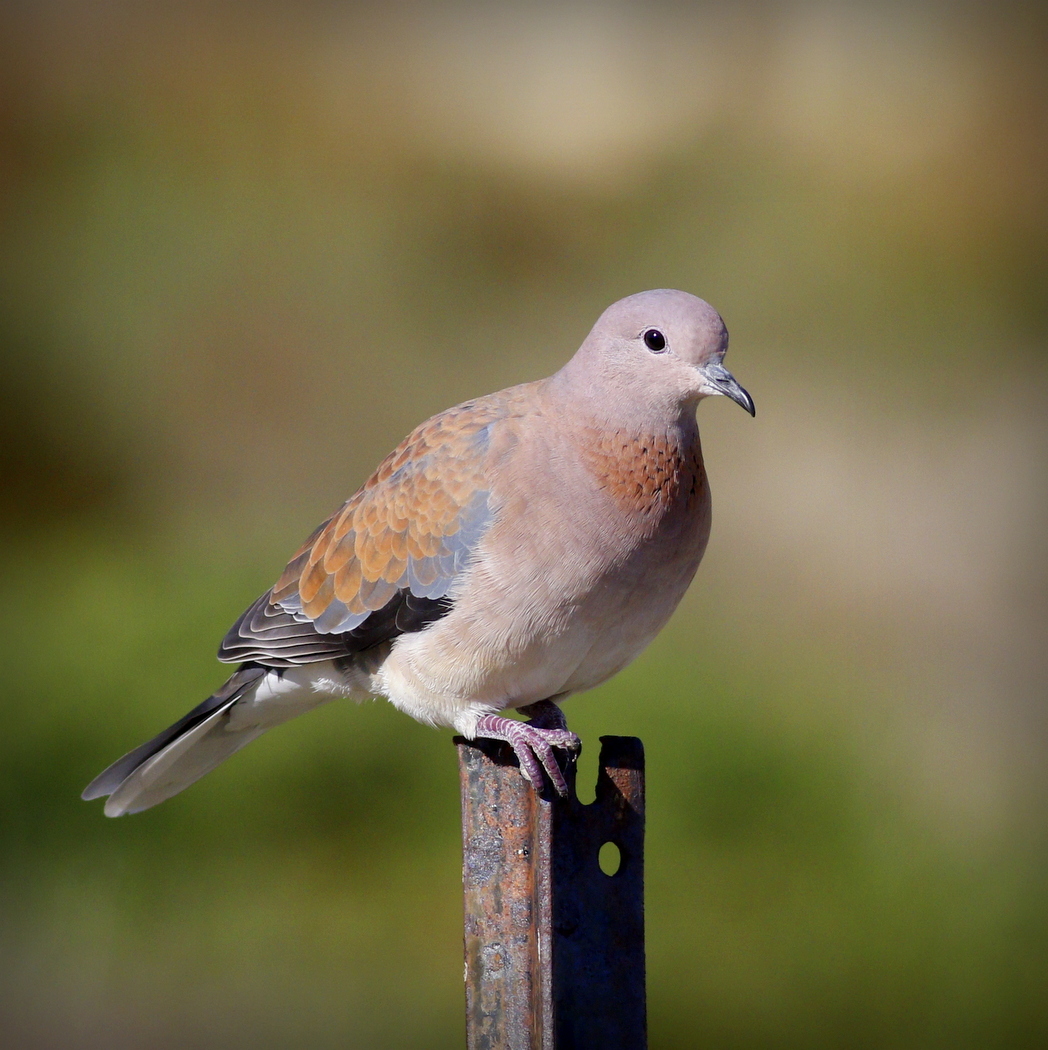 Laughing Dove (Image ID 35936)