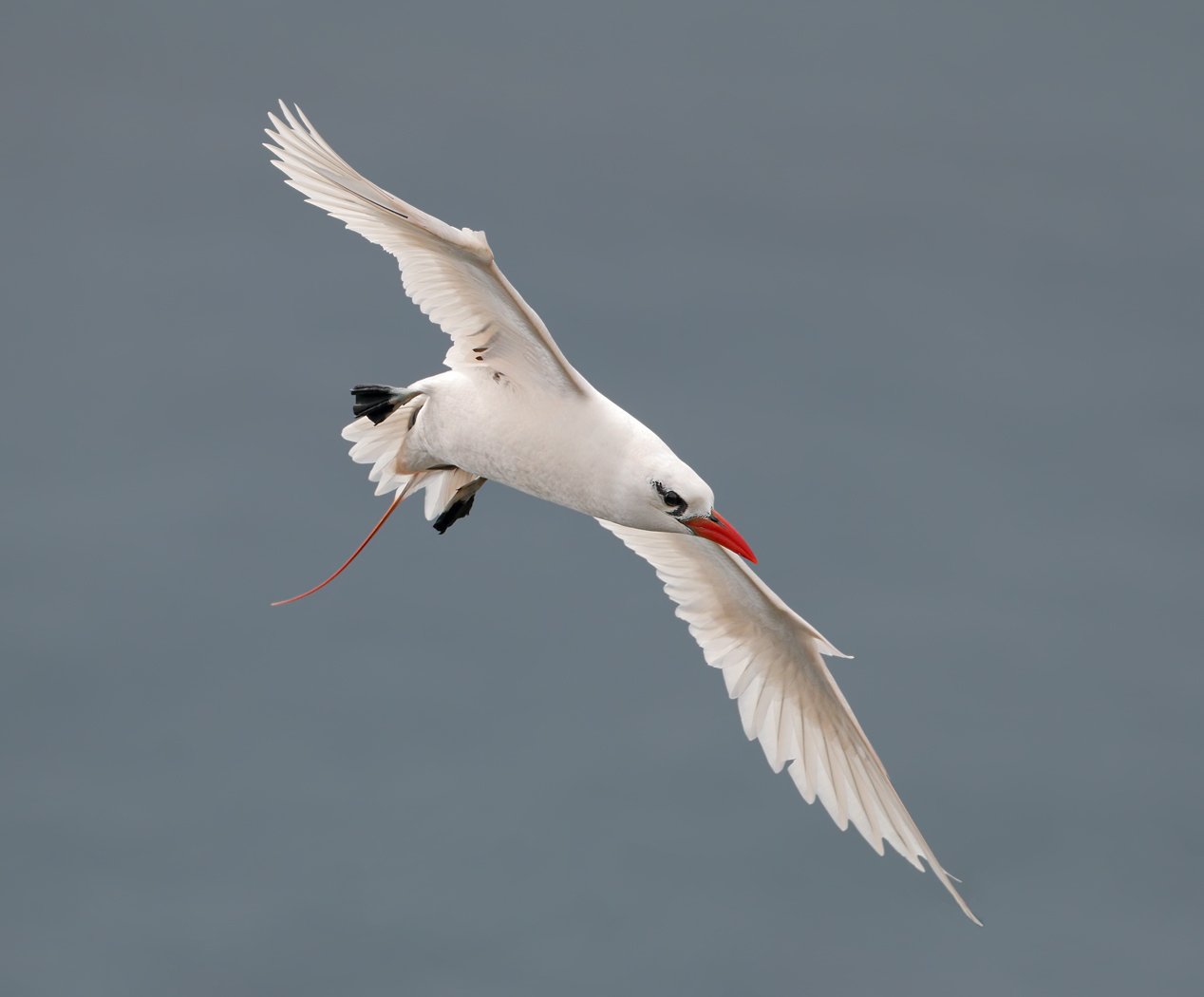 Red-tailed Tropicbird (Image ID 35975)