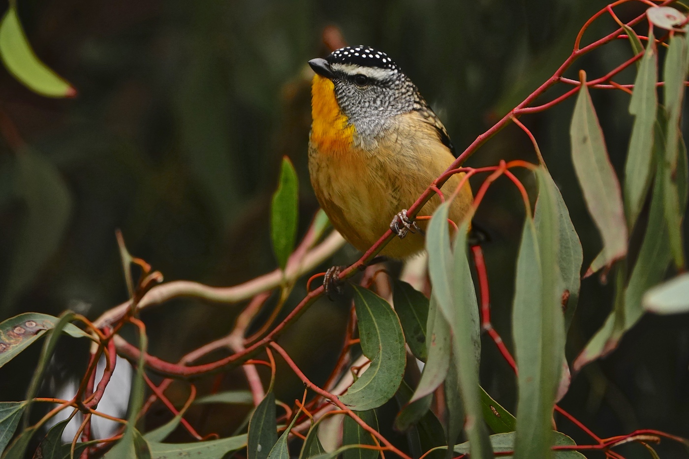 Spotted Pardalote (Image ID 36065)