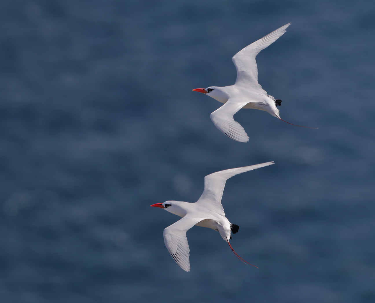 Red-tailed Tropicbird (Image ID 36090)