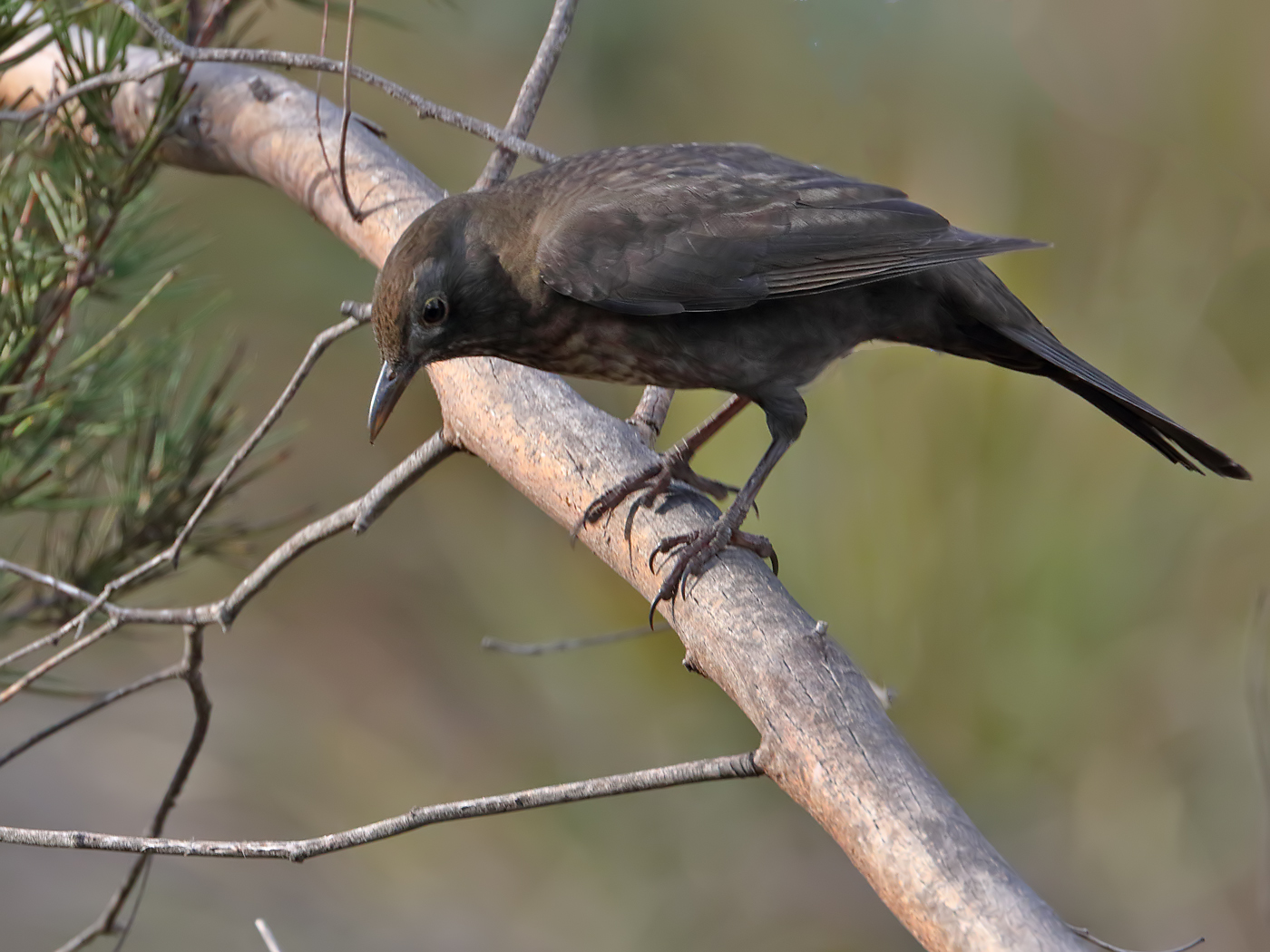 Common Blackbird (Image ID 36024)