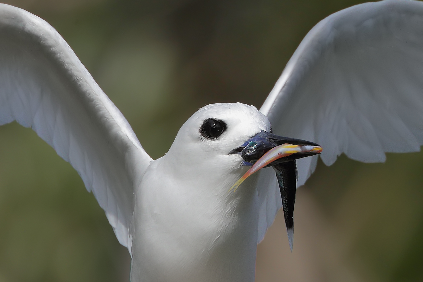 White Tern (Image ID 36013)